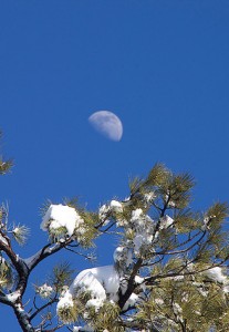 Luna de la Nieve | Moon over Pines - Alan Levine